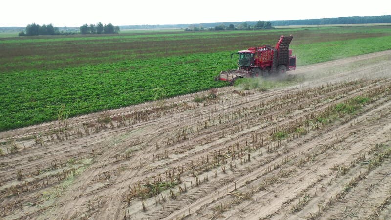 MINSK, BELARUS - SEPTEMBER 2020: red harvester removes beets from the field