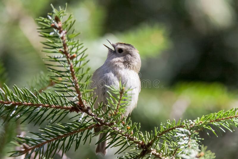 Minst fågelEuropa mest goldcrest regulus arkivfoton