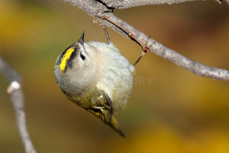 Minst fågelEuropa mest goldcrest regulus royaltyfri foto