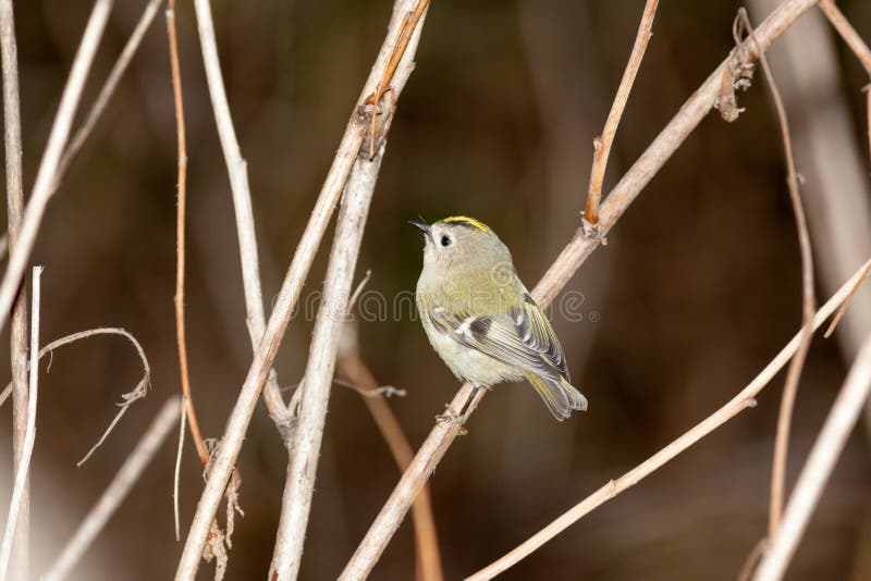 Minst fågelEuropa mest goldcrest regulus royaltyfri bild