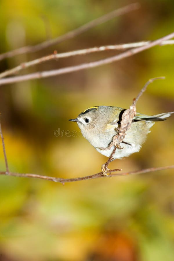 Minst fågelEuropa mest goldcrest regulus arkivfoto