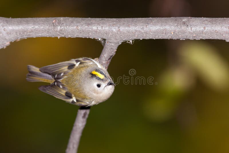 Minst fågelEuropa mest goldcrest regulus arkivbilder