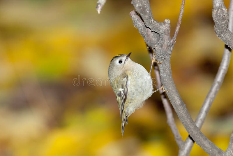 Minst fågelEuropa mest goldcrest regulus royaltyfri bild
