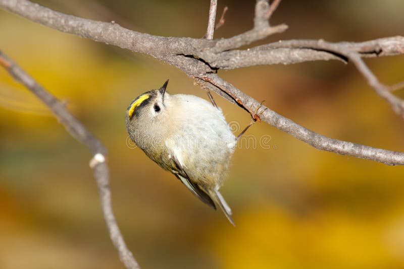 Minst fågelEuropa mest goldcrest regulus royaltyfria bilder