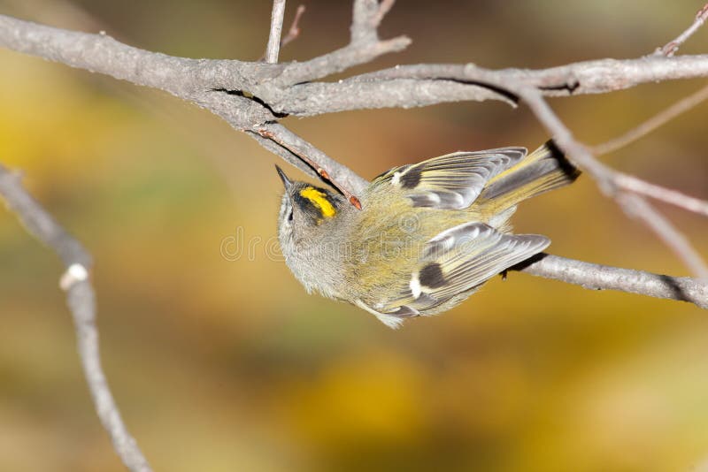 Minst fågelEuropa mest goldcrest regulus arkivfoton