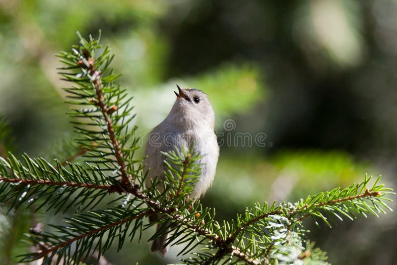 Minst fågelEuropa mest goldcrest regulus royaltyfri bild