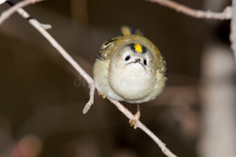 Minst fågelEuropa mest goldcrest regulus royaltyfria foton
