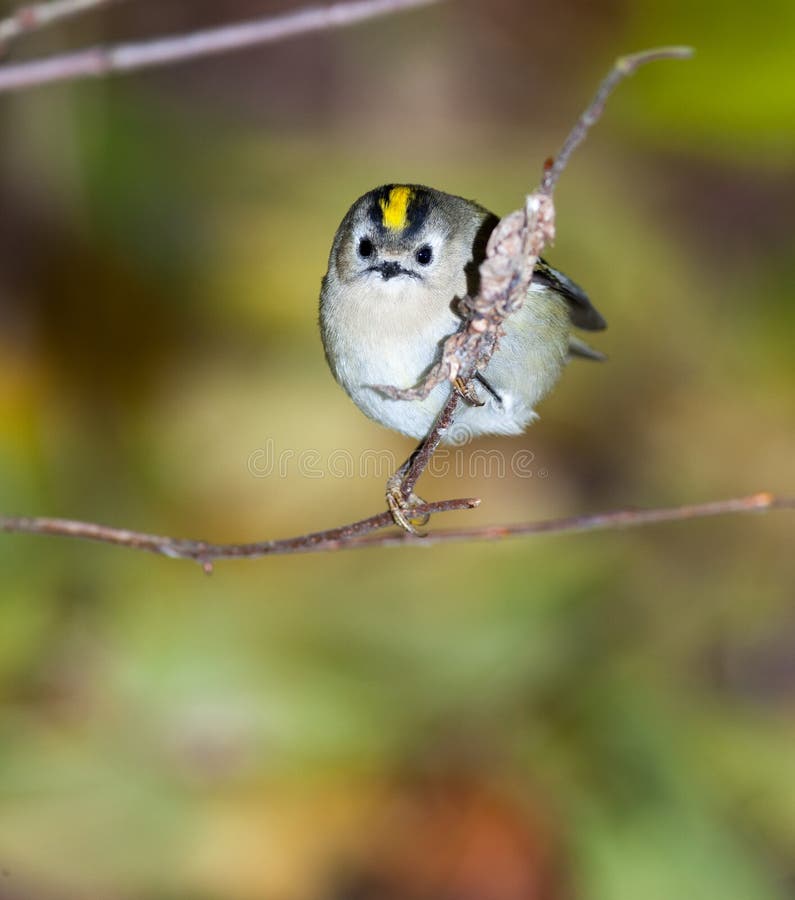 Minst fågelEuropa mest goldcrest regulus royaltyfri foto