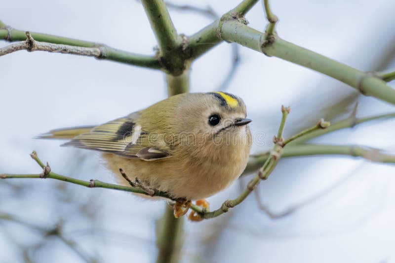 Minst fågelEuropa mest goldcrest regulus royaltyfri bild