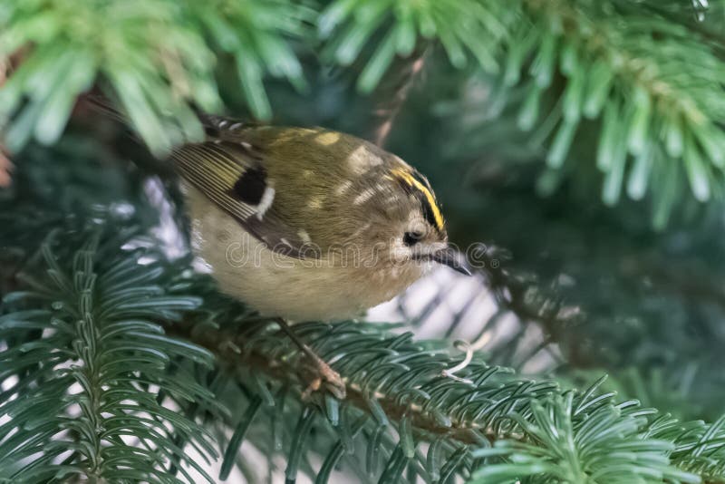 Minst fågelEuropa mest goldcrest regulus arkivbild