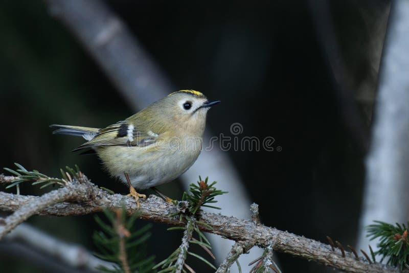 Minsta fågel i europe goldcrest regulus regulus perua en vårdag royaltyfri bild