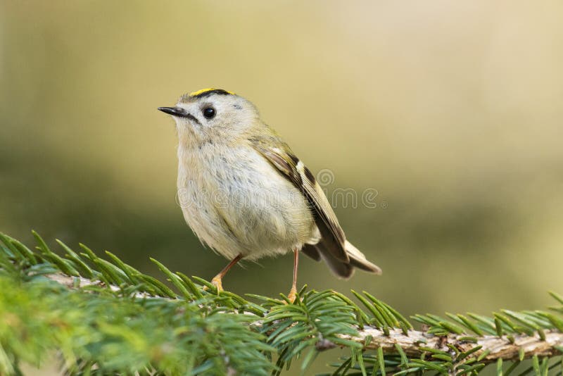 Minsta fågel i europe goldcrest regulus regulus perua en vårdag royaltyfri fotografi