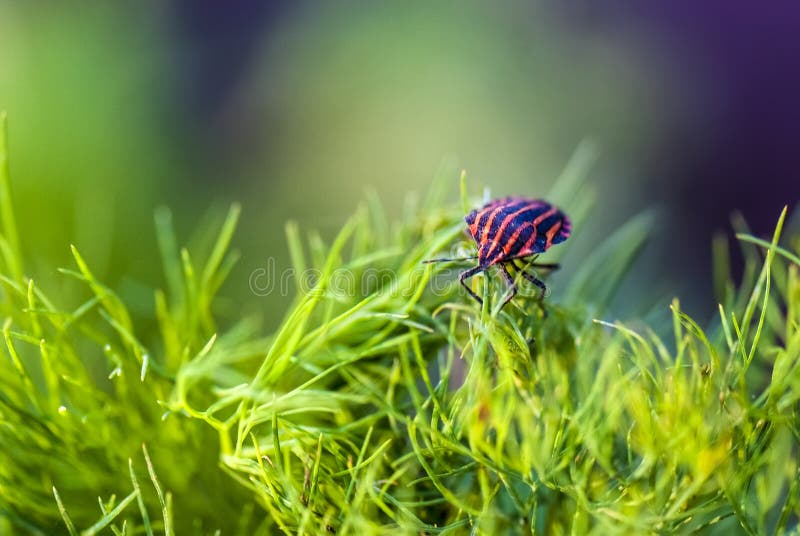 Minstreelinsect of Graphosoma-lineatum stock afbeeldingen Minstreelinsect of Graphosoma-lineatum stock afbeeldingen