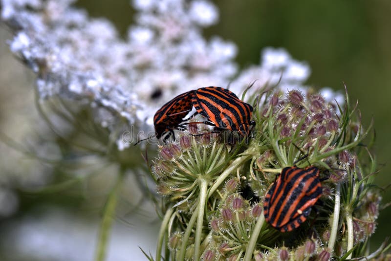 Minstrel pluskwy kojarzyć w parę - Graphosoma lineatum zdjęcia royalty free Minstrel pluskwy kojarzyć w parę - Graphosoma lineatum zdjęcia royalty free