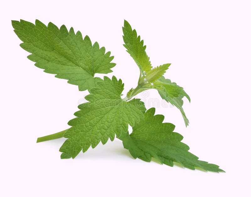 Mint stock photo. Image of herbal, menthol, lemon, balm 20188050