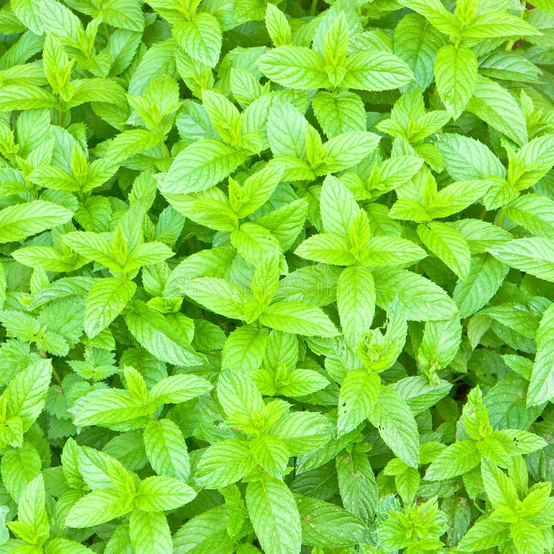 47+ English mint Free Stock Photos StockFreeImages