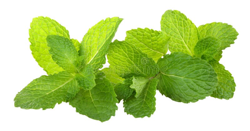 Mint stock photos Mint stock photos