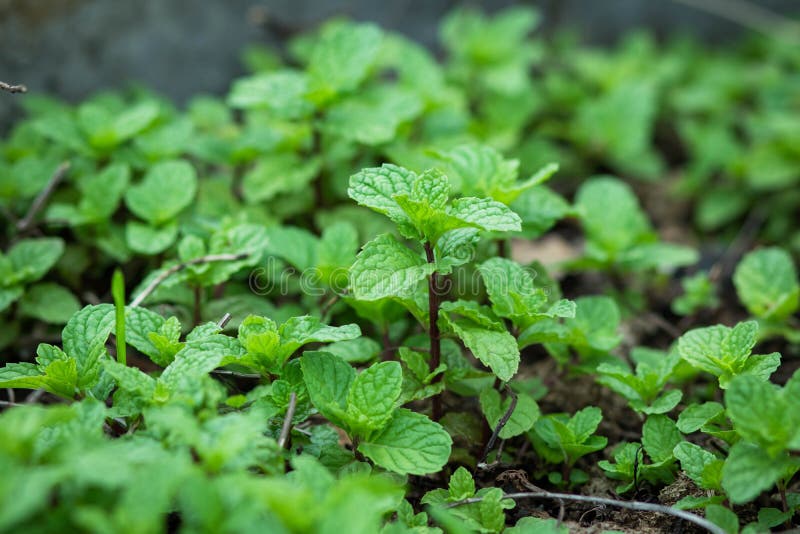 Mint Background Green Leaves.Herb Leaves in Garden Stock Photo Image