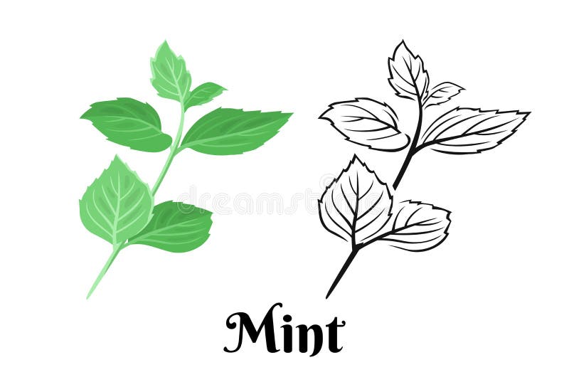 Cartoon Mint Leaf Stock Illustrations – 4,811 Cartoon Mint Leaf
