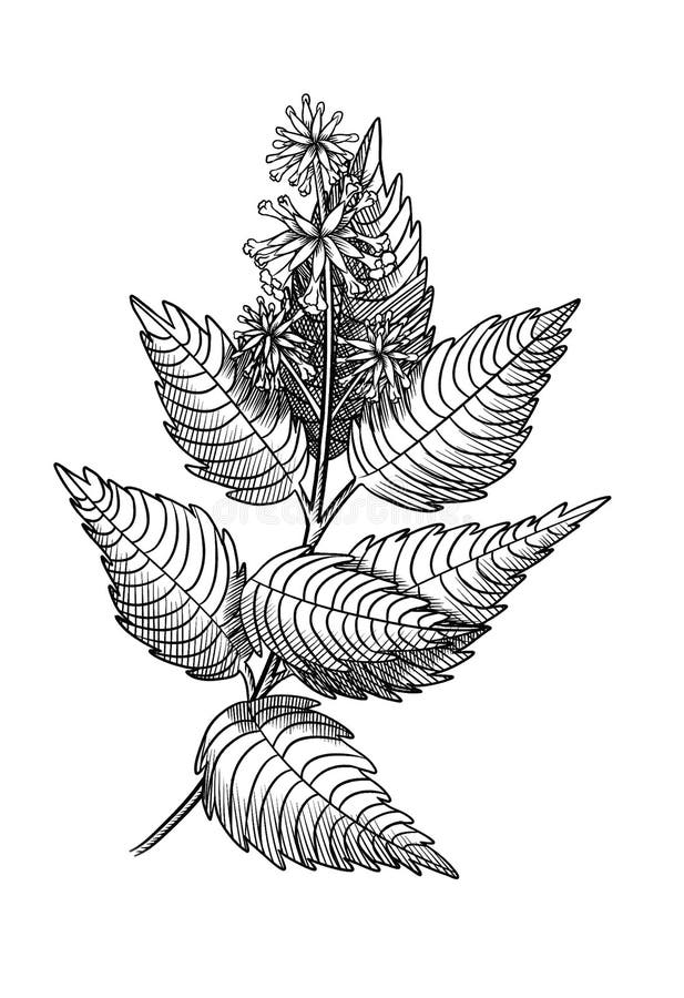 Mint Branch with Leaves and Flowers Black and White Sketch Isolated