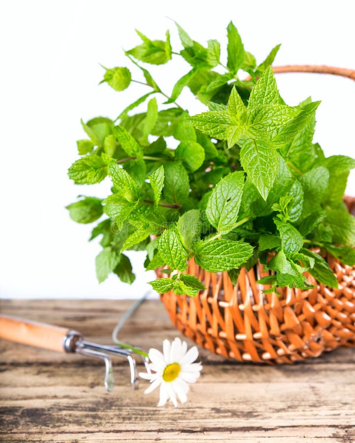 Mint and daisy flower stock photo. Image of herb, healthy 39819610