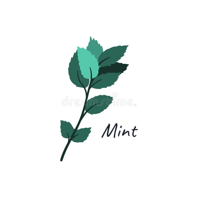 Mint Doodle Hand Drawn Illustration. Cartoon Flat Free Hand Drawing