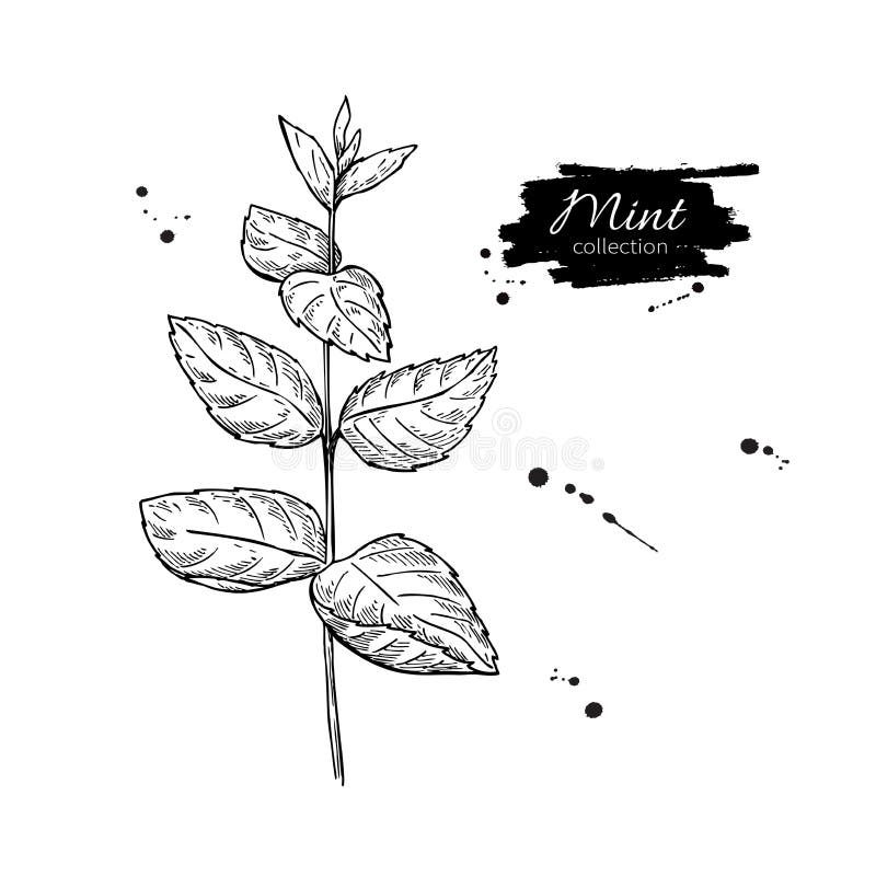 Mint Drawing. Mint Plant With Leaves. Herbal Stock Vector