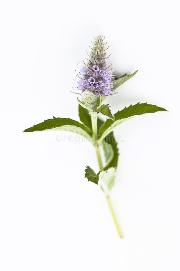 Mint Flower stock image. Image of blossom, flower, plant 95581003