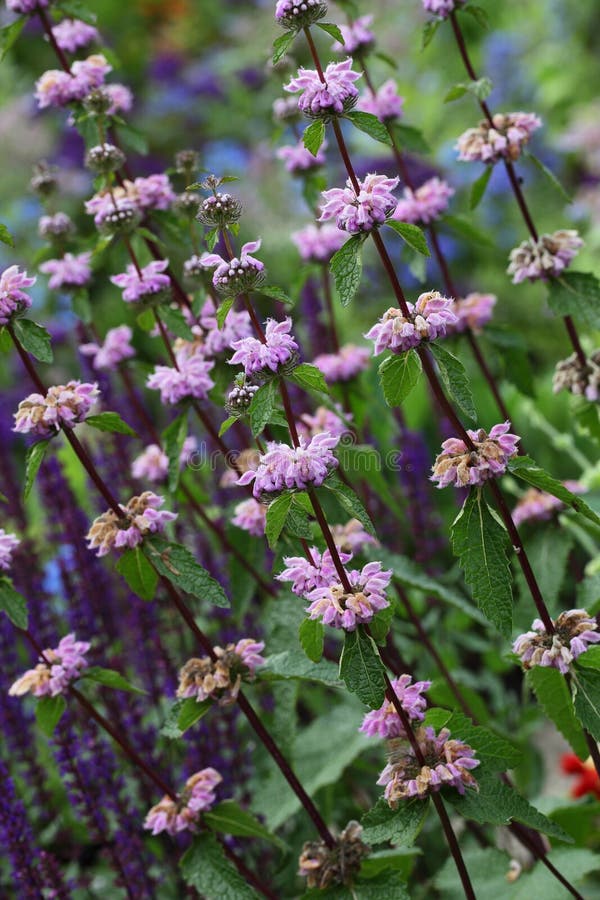 Mint Flower stock image. Image of blossom, flower, plant 95581003