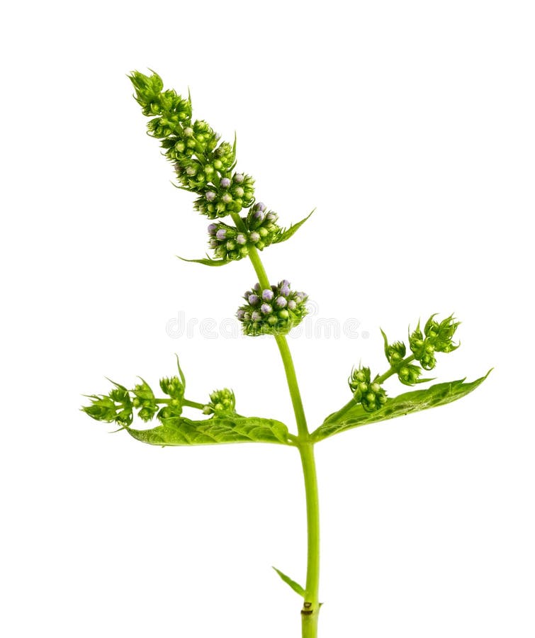 Mint with flowers stock image. Image of closeup, twigs 32444263