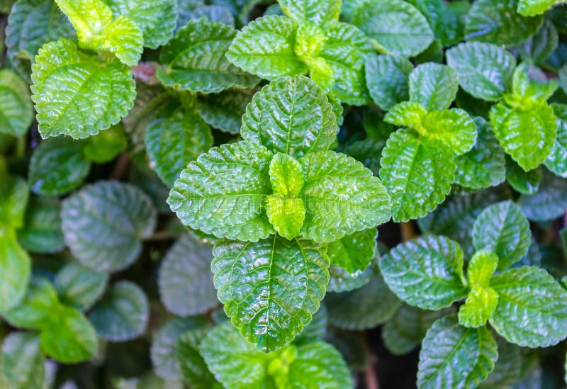 Mint fresh green Background patterns stock photos