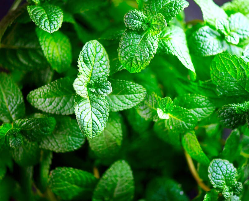 Mint. Fresh Mint Leaves Background Closeup Stock Image Image of
