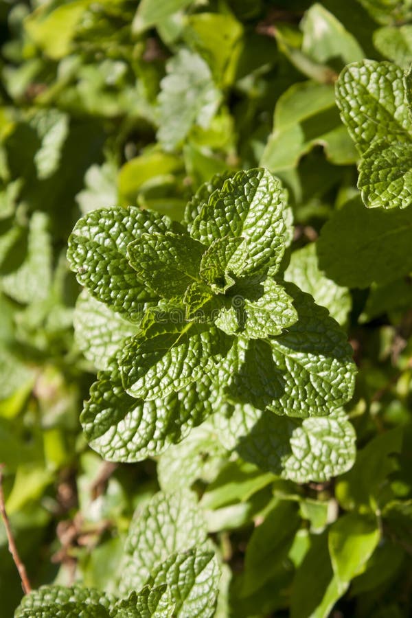 Mint stock image. Image of herb, food, aroma, fresh, mint - 43657163