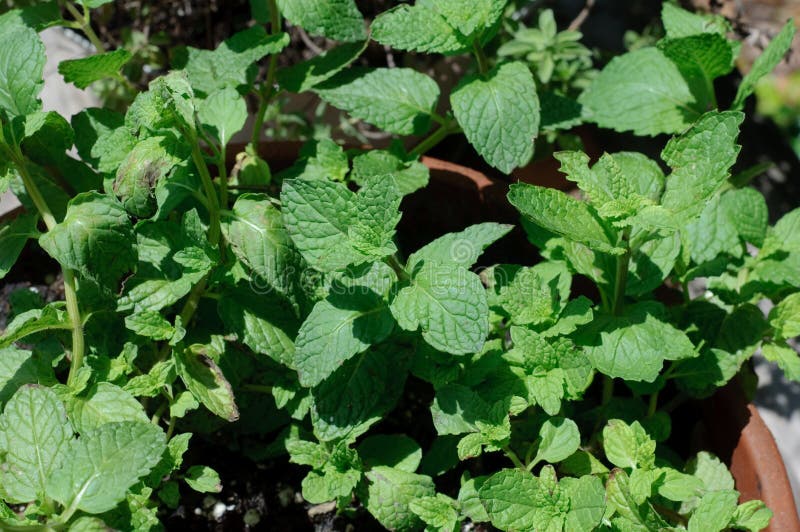 Mint (Herb) Plant royalty free stock photos