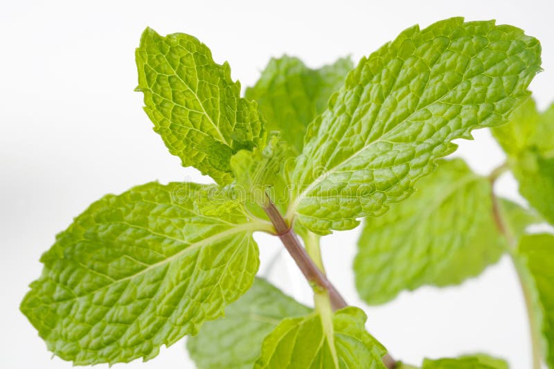 Mint herb stock photo. Image of green, cocktail, healthy 45003810