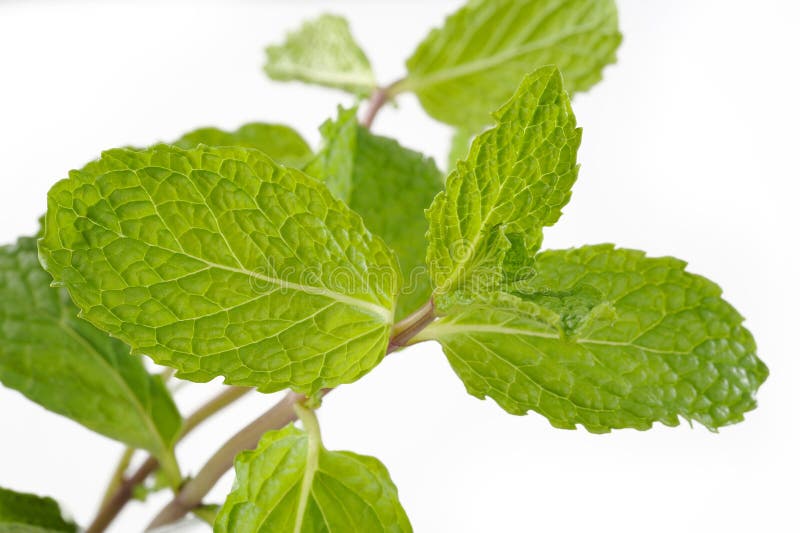 Mint herb stock image. Image of food, vegetable, peppermint 45003833