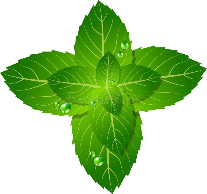 Mint Leaf Vector Outline Icon. Vector Illustration Liaf Peppermint on White Background. Isolated