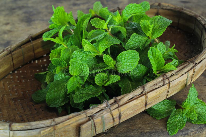 Mint leaf, aromatic herbs stock image. Image of background 86203793