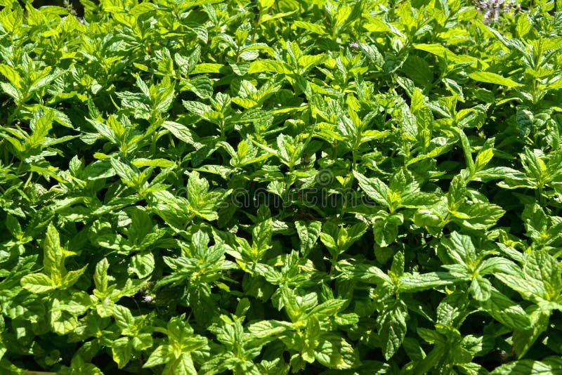 Mint leaf background stock image. Image of herb, closeup 45945533