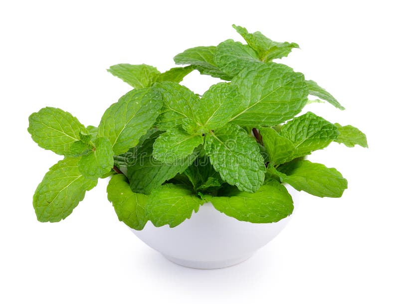 Mint leaf in the bowl stock photo. Image of green, aroma 67348966