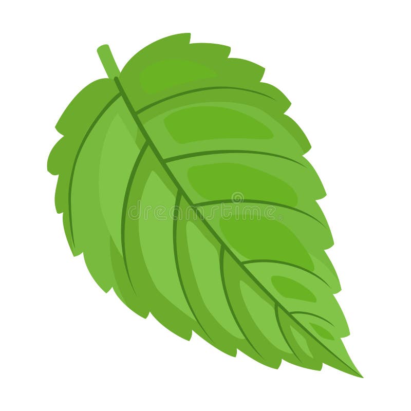Mint Leaf Cartoon Vector  Vector Illustration Fresh Peppermint.  Isolated Illustration of Mint Leaf Icon on Stock Vector - Illustration of  isolated, aroma: 215951530