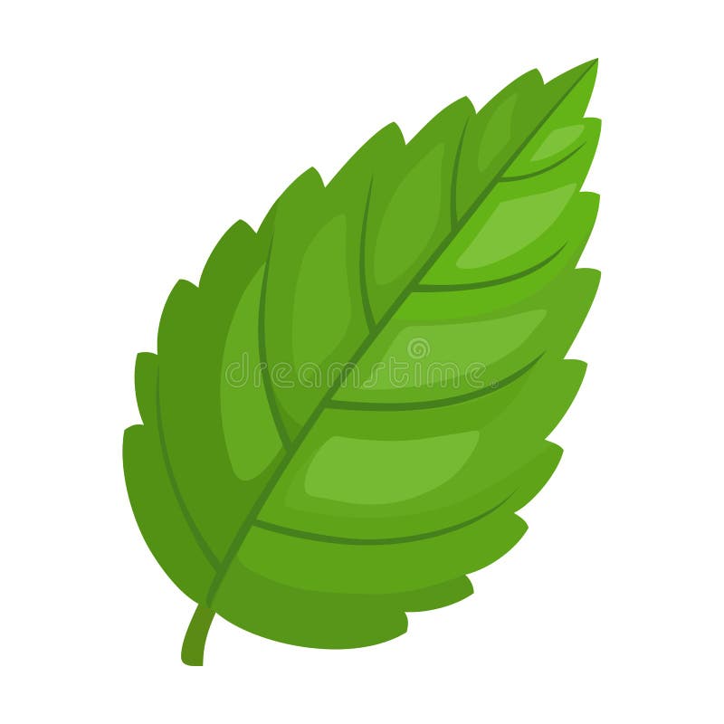 Mint Leaf Cartoon Vector  Vector Illustration Fresh Peppermint.  Isolated Illustration of Mint Leaf Icon on Stock Vector - Illustration of  ingredient, drink: 215951550
