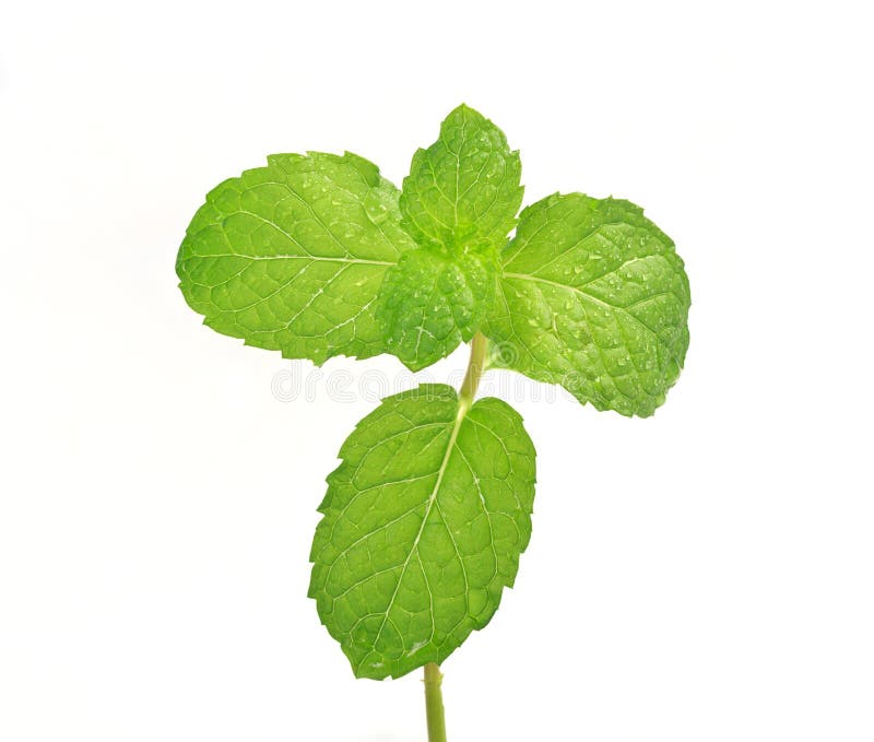 Fresh green mint stock photo. Image of mint, freshness 27089474