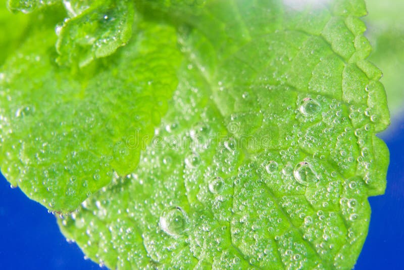 Mint Leaf Closeup in Water Stock Photo Image of aromatic, mint