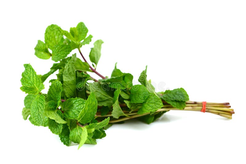 Mint leaf stock image. Image of freshness, eating, healthy 36225779