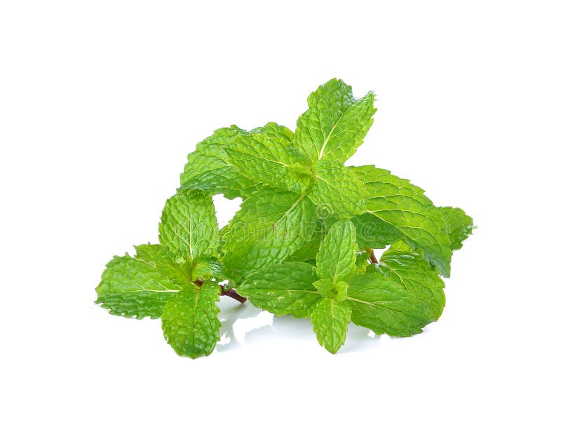 Mint leaf stock image. Image of white, green, spearmint 49442815
