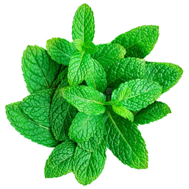 Mint leaf isolated on white background. Heap of Spearmint leaves, peppermint, close up