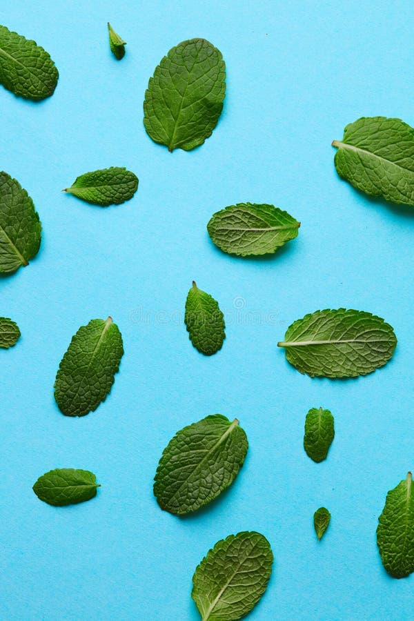 Mint Leaf Pattern on Blue Background. Stock Photo Image of blue