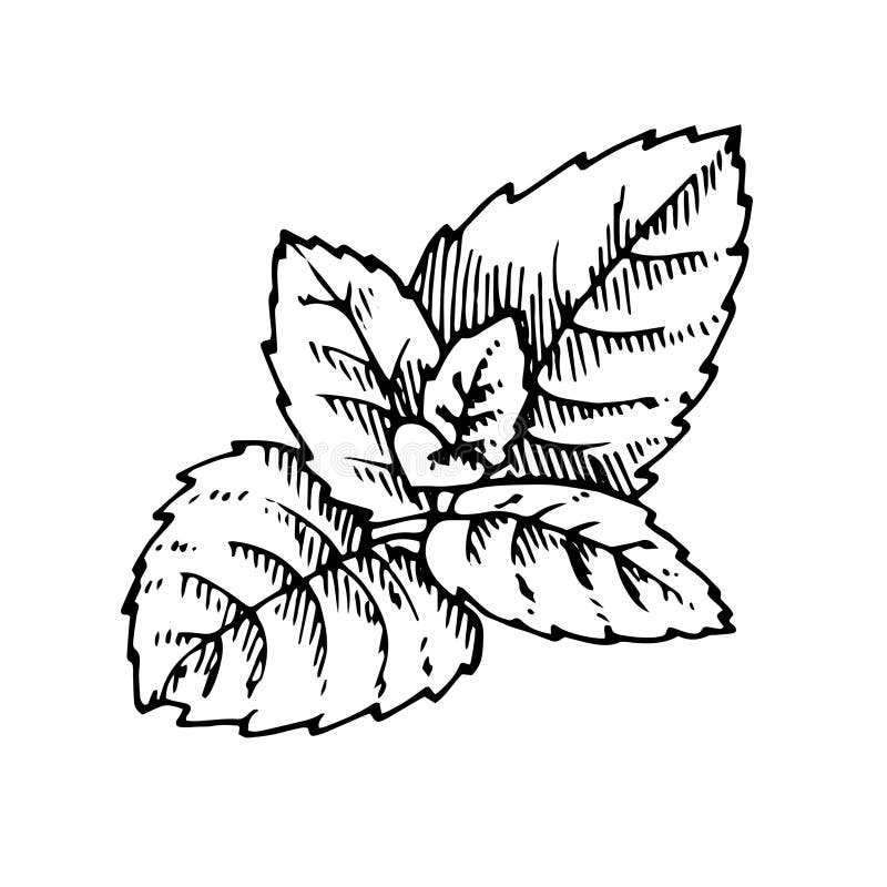 Mint Leaf Drawing Images – Browse 74,350 Stock Photos, Vectors