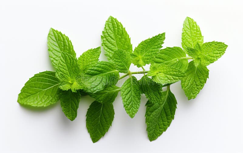 Mint Leaf on a White Background Generative Ai Stock Illustration